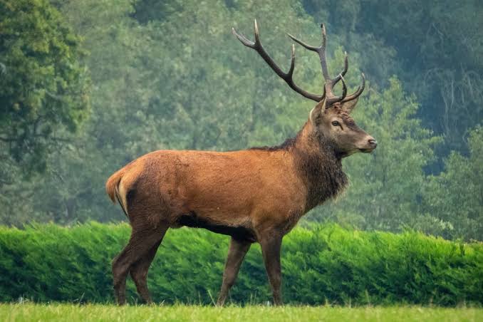 a picture of an elk