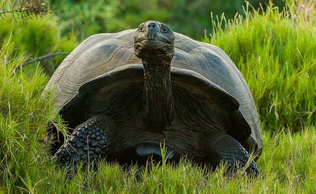 a picture of a giant Tortoise