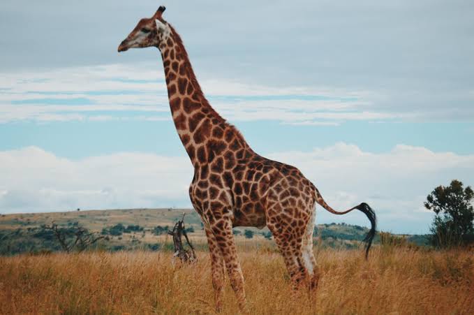 an image of a giraffe