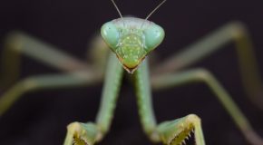 an image of a mantis
