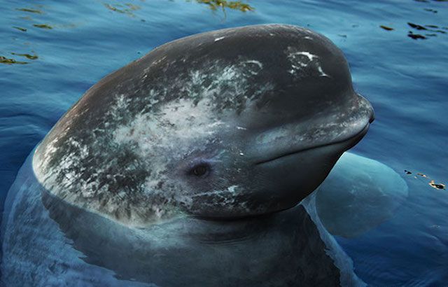 picture of a narwhal and baluga whale hybrid commonly called a narluga