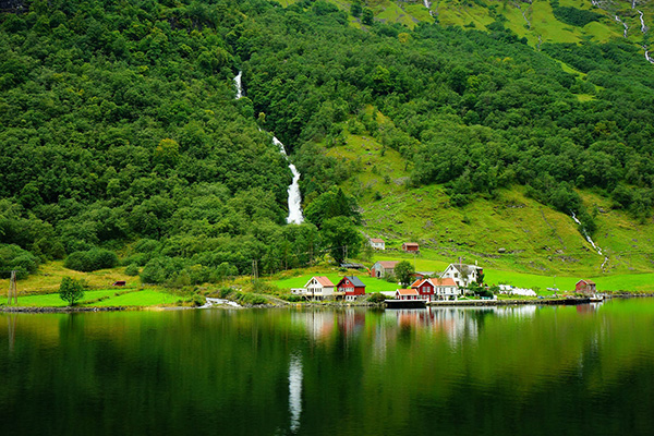 a forest in norway