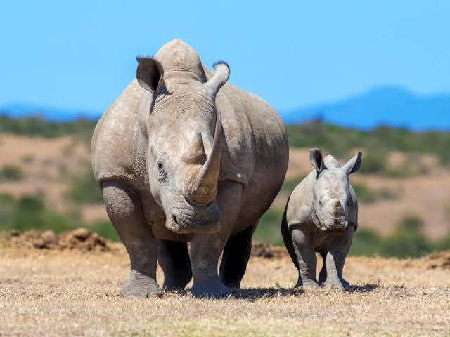 a picture of a rhinos