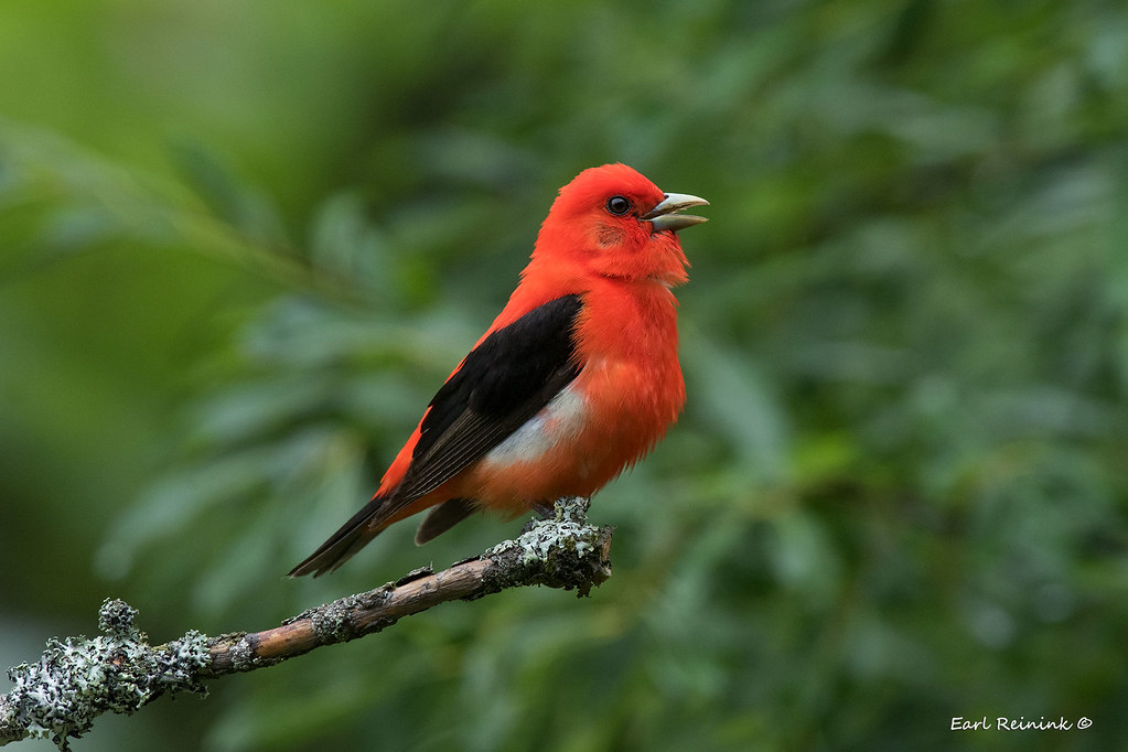 an image of a summer tanager