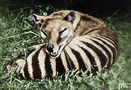 a picture of a sleeping tasmanian tiger