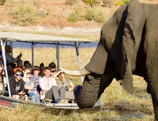a picture of a tourists interacting with an elephant
